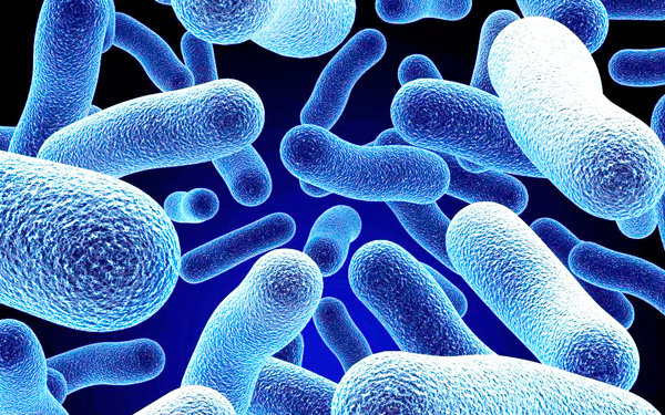 Где скрываются супер-бактерии?