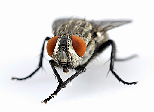 Комнатные мухи. Опасны ли они для здоровья?